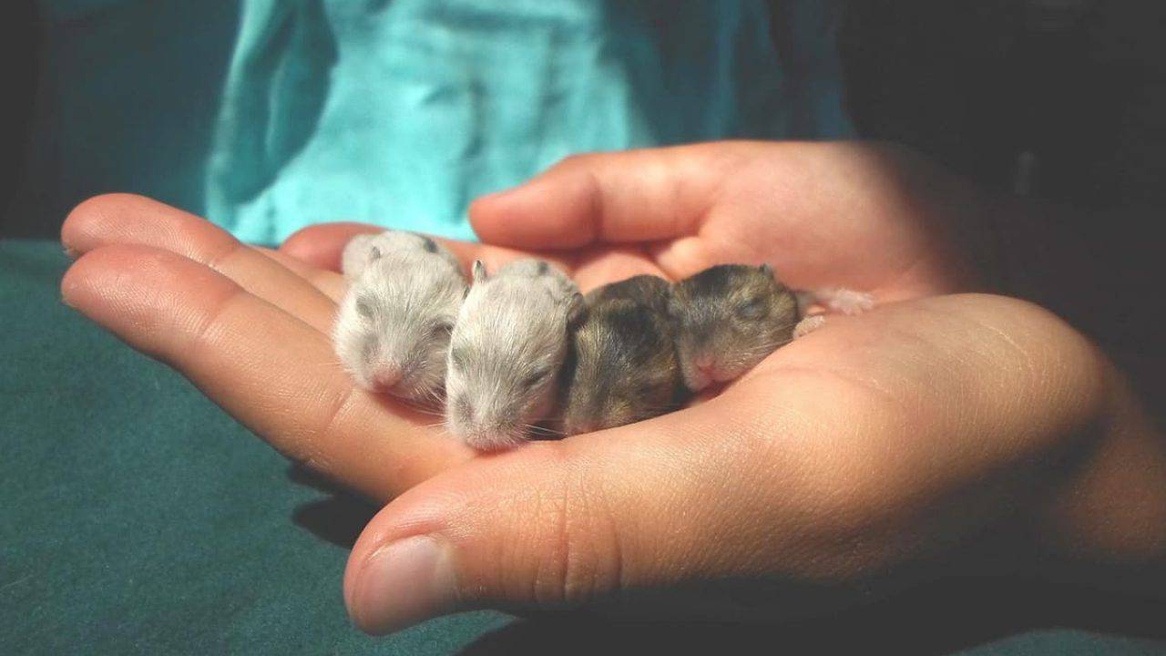 Mamma Criceto Mangia I Cuccioli Dopo Il Parto I Motivi E Come Evitarlo