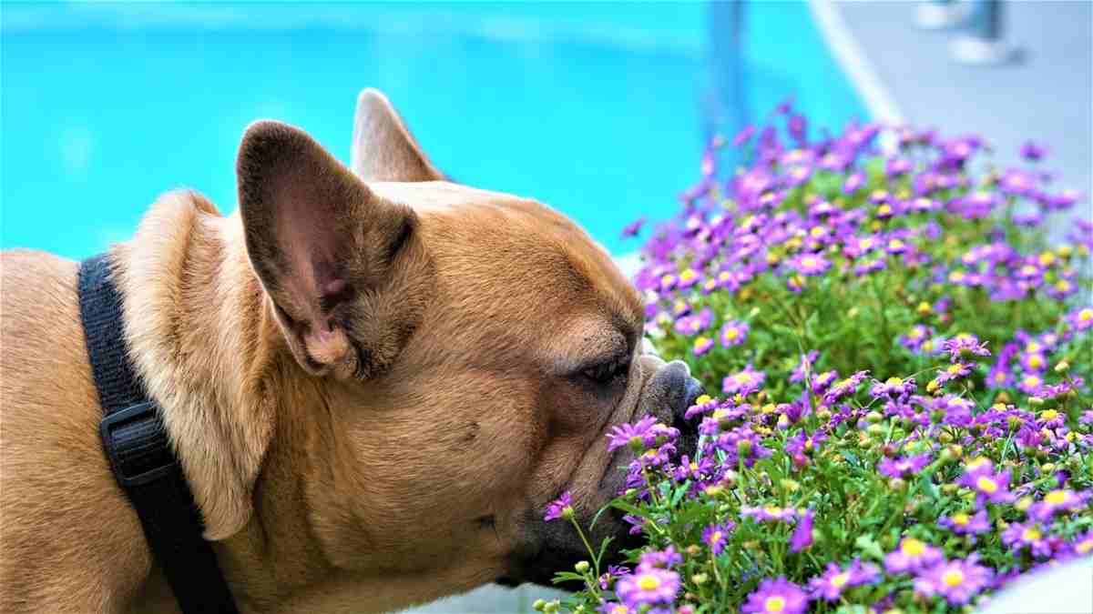 Il cane starnutisce: quando bisogna preoccuparsi e quando no (foto Pixabay)