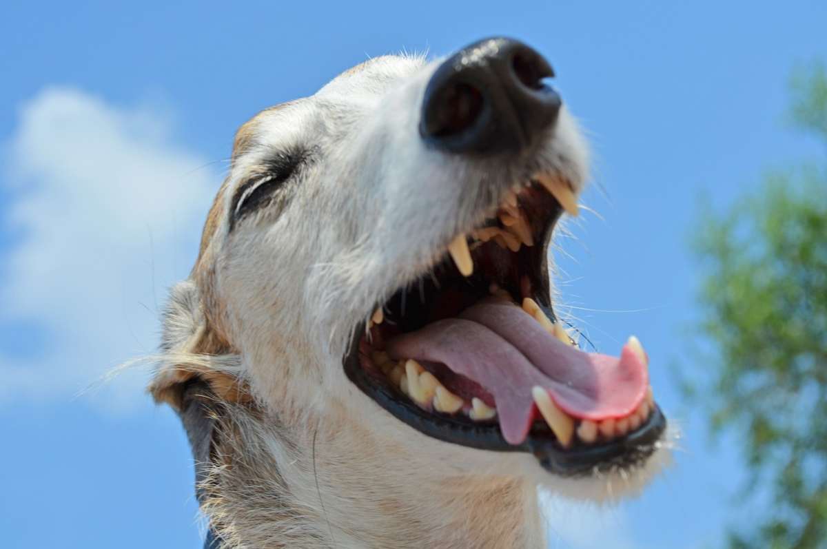 Il cane starnutisce: quando bisogna preoccuparsi e quando no (foto Pixabay)