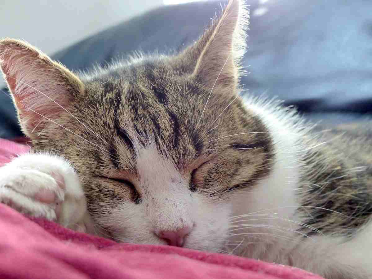 Quando bisogna preoccuparsi del russare del gatto (foto Pixabay)
