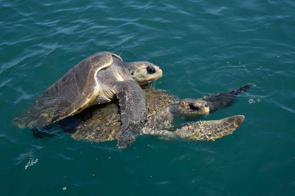 La riproduzione delle tartarughe d acqua