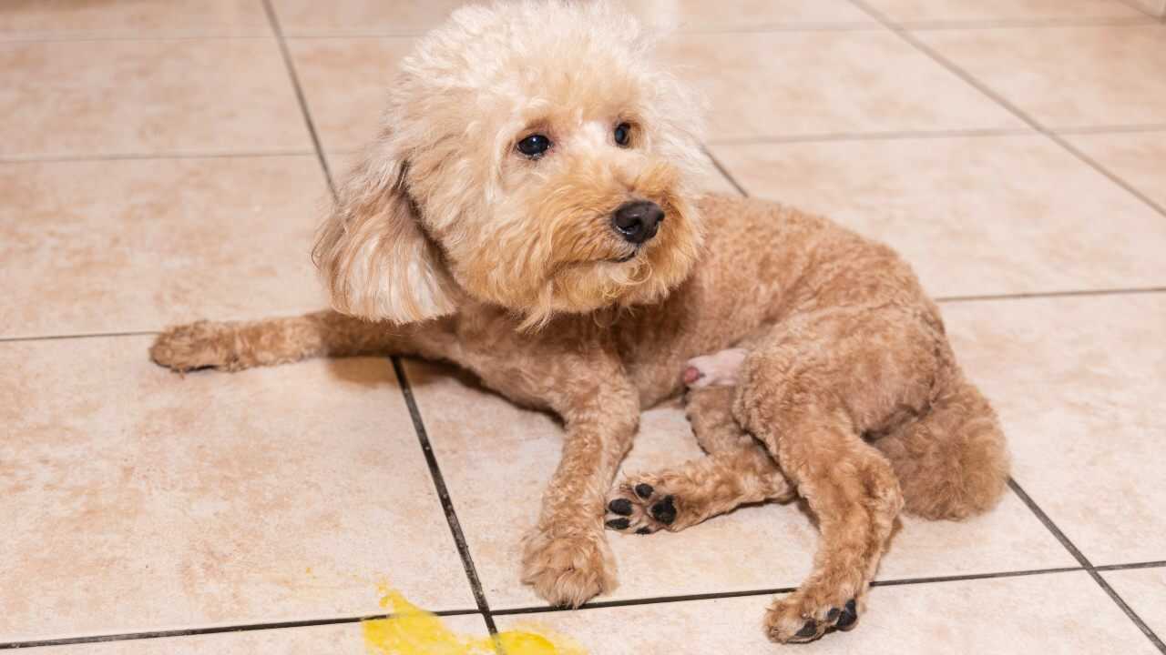 Vomito giallo del cane cause, quando preoccuparsi, rimedi naturali