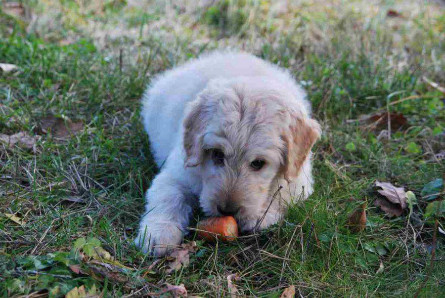 cane insufficienza renale cibo