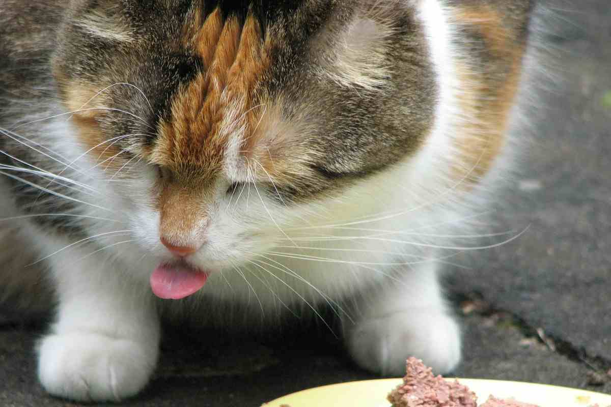 conservazione cibo scatola gatto