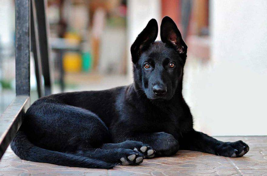 cani dal pelo nero