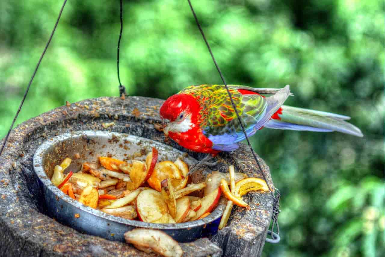 cambiare dieta pappagallo