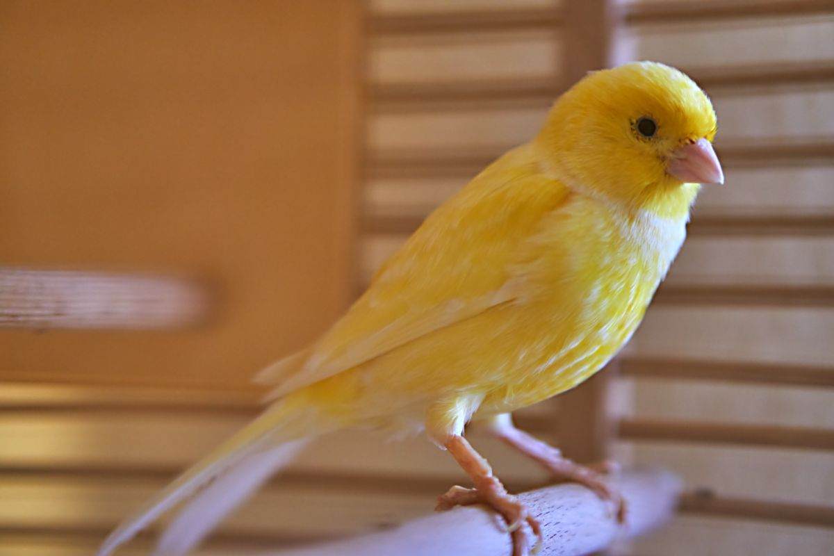 canarino giallo