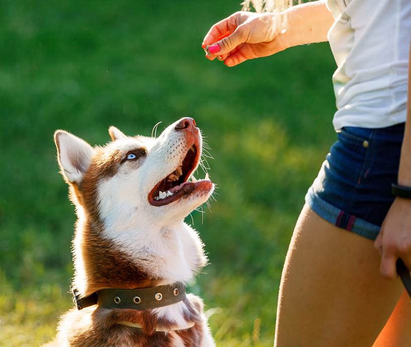 Un cane in attesa di ricevere del cibo