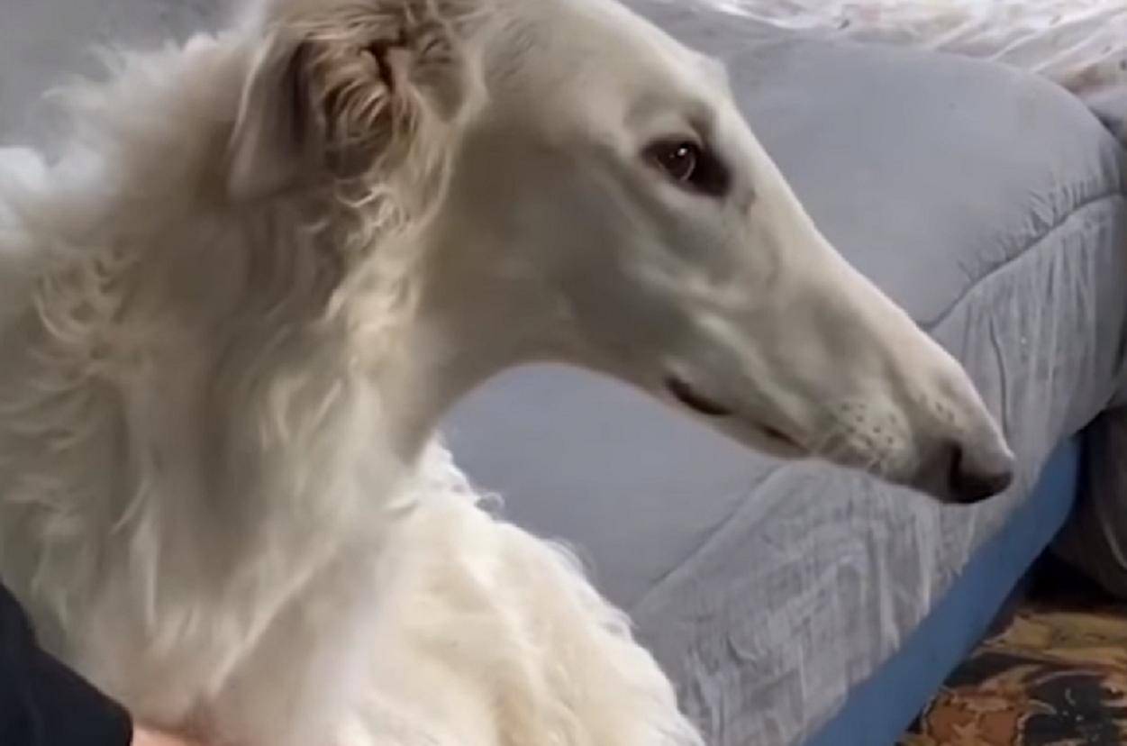 Eric, il cane con il naso lungo diventa una star di Instagram