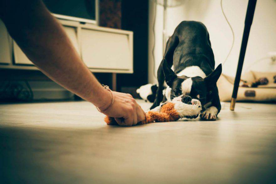 Giochi da fare in casa con il cane