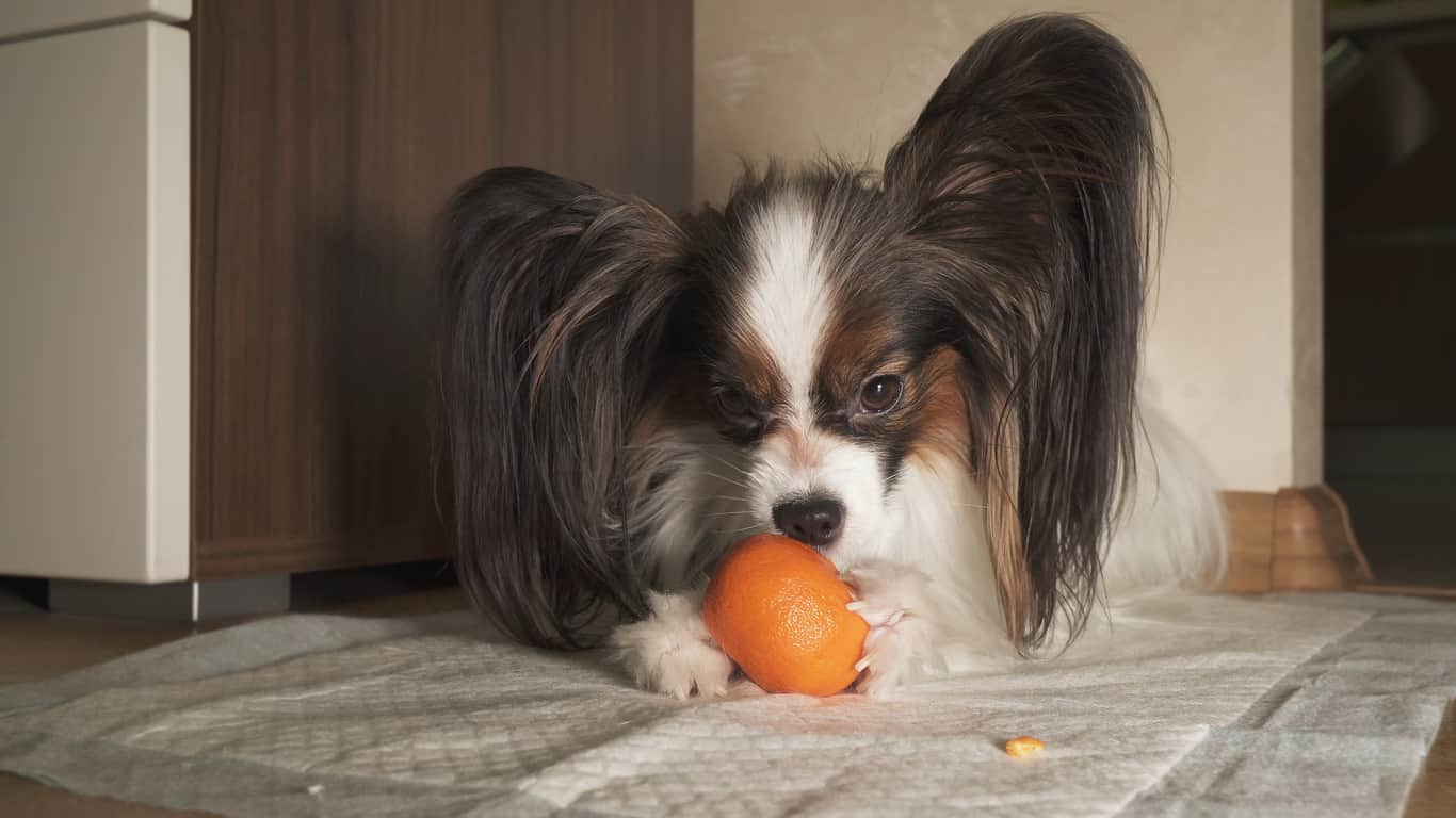 cane mangia arance