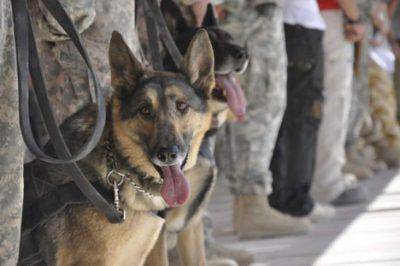 Cani soldato 