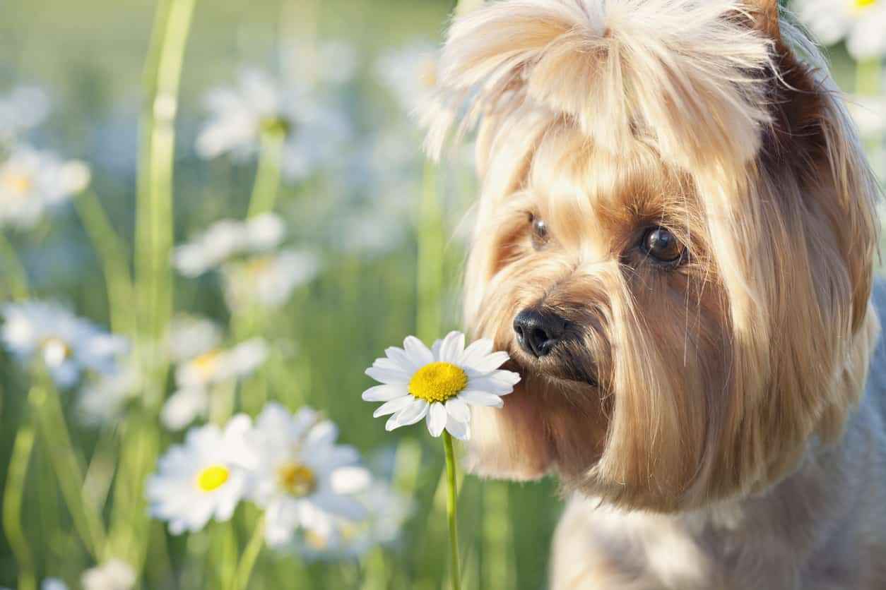 aromaterapia cane