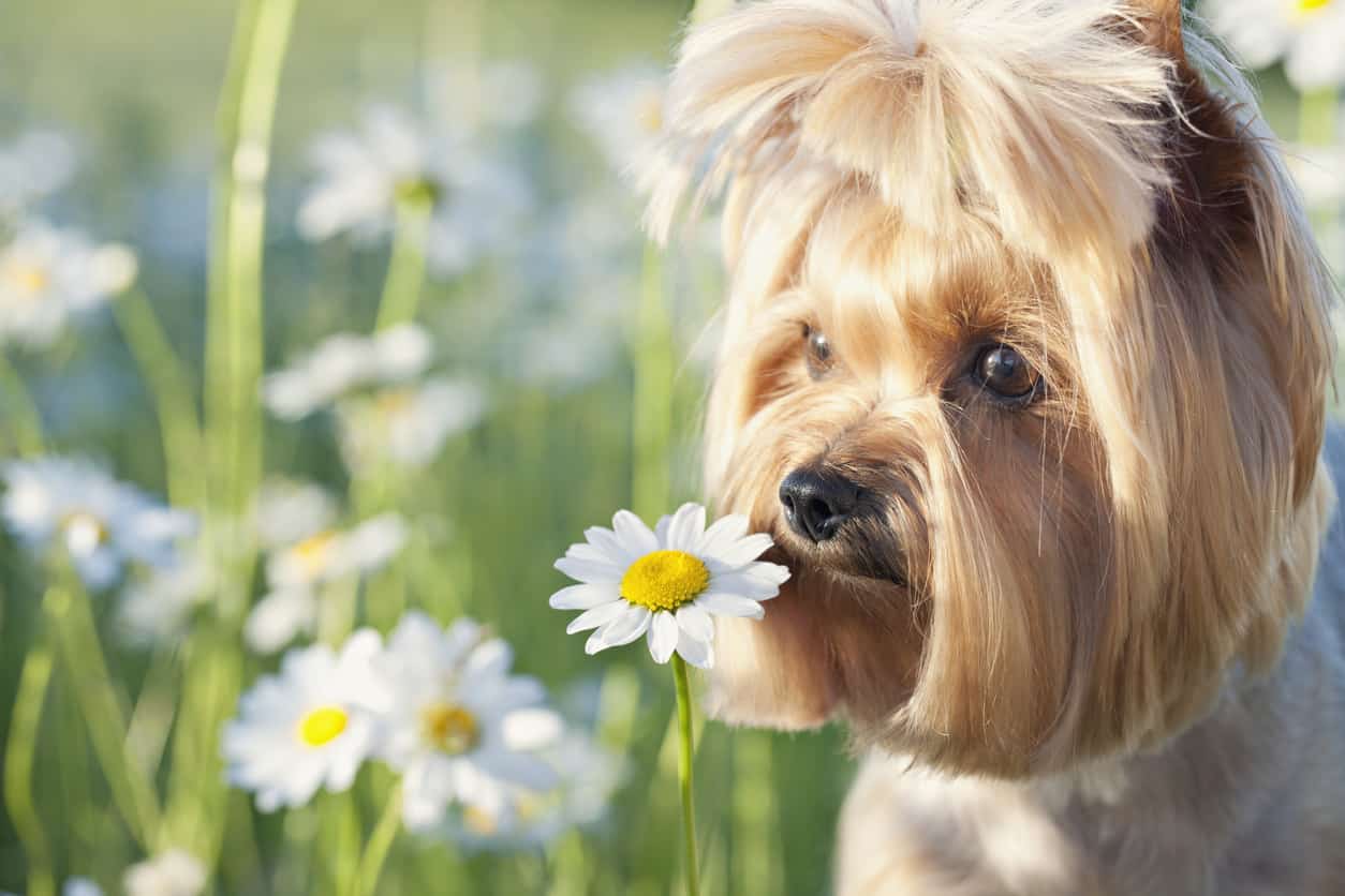 rimedi naturali cane