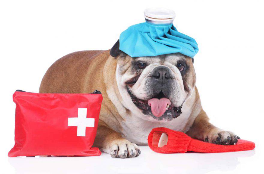 Kit di pronto soccorso per il cane