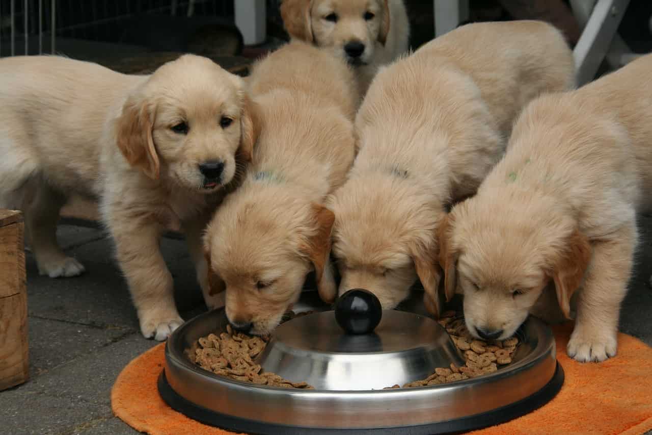 cucciolo non mangia