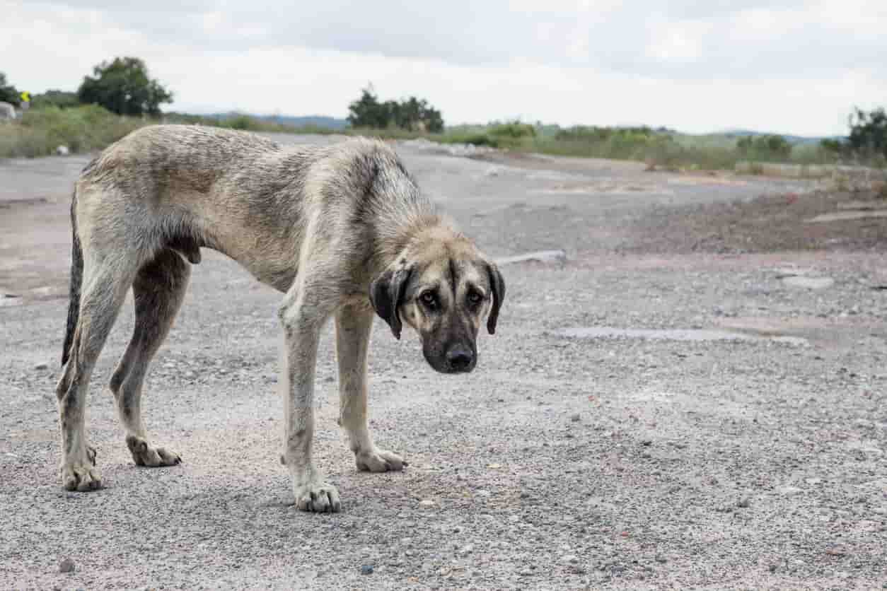 capire se un cane è stato maltrattato