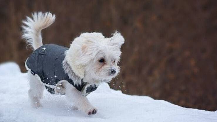 L abbigliamento adatto per il cane in inverno