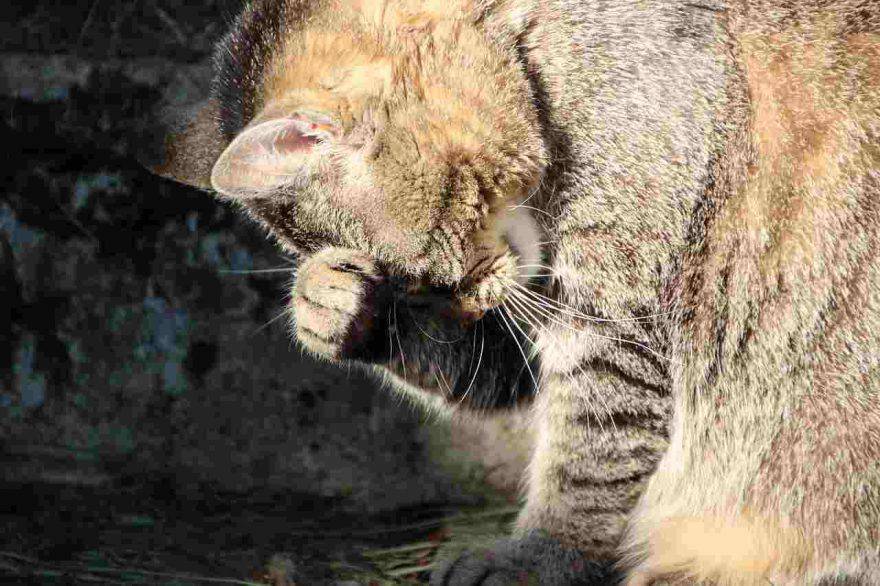 Gatto avvelenato