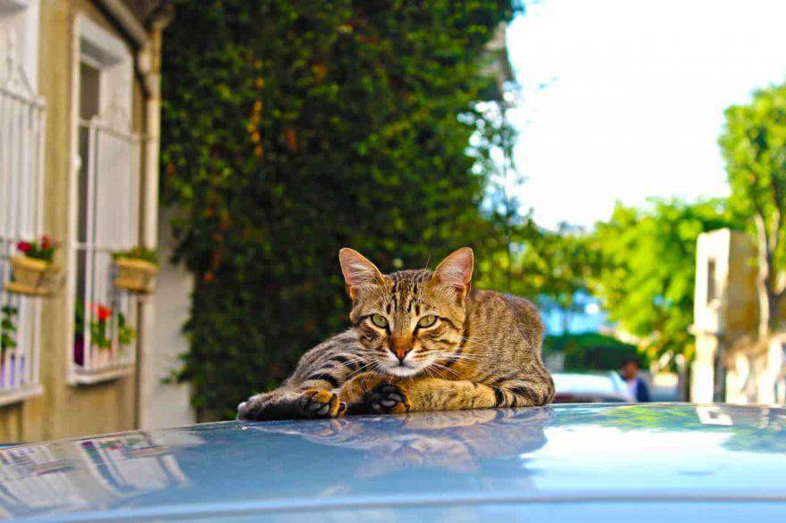 gatto su una macchina