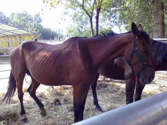 Come far ingrassare un cavallo e tutelare il suo benessere