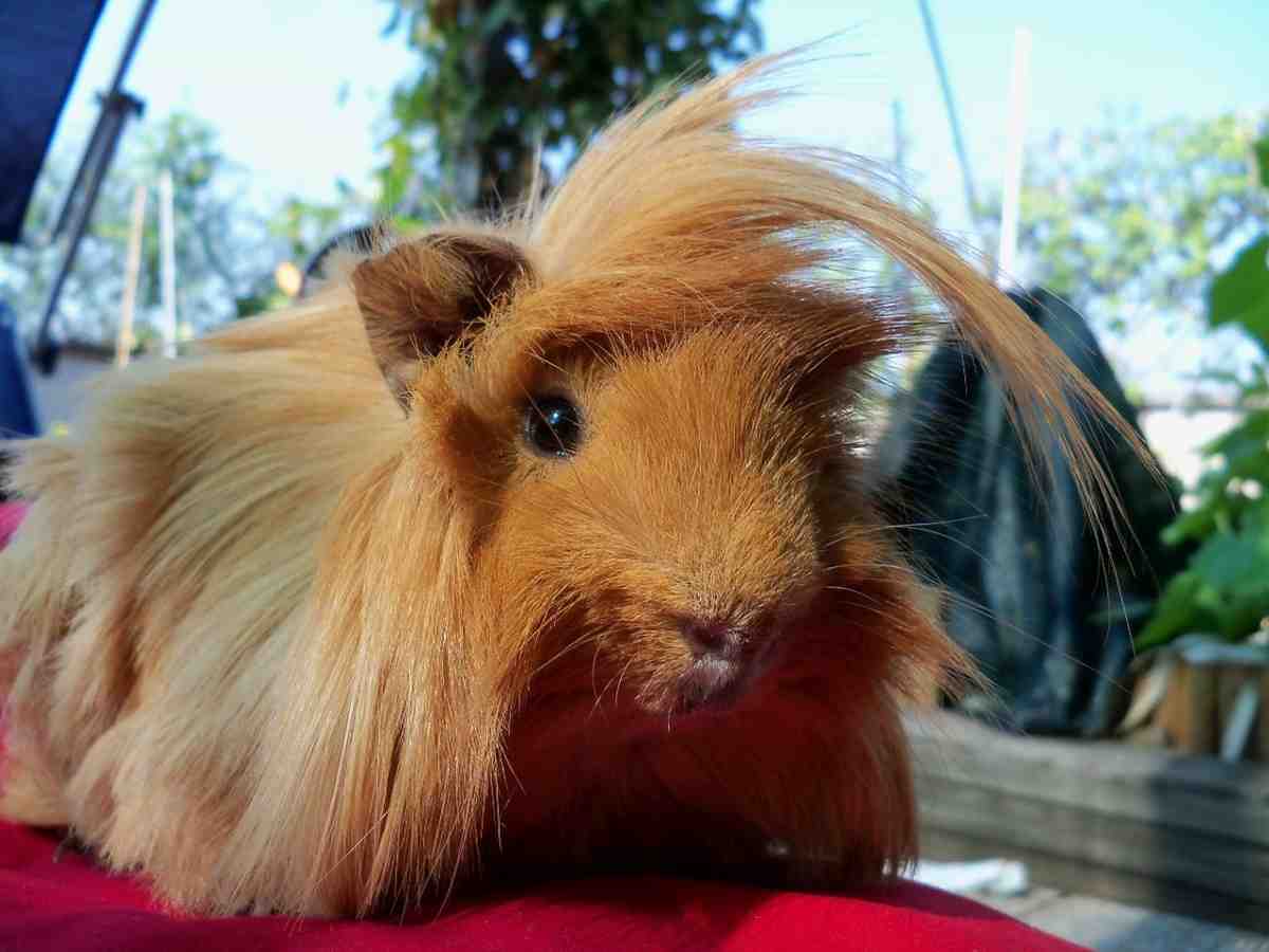 Cavia peruviana: aspetto e caratteristiche del roditore a pelo lungo (foto Pixabay)