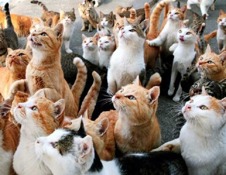 eredità colonia gatti