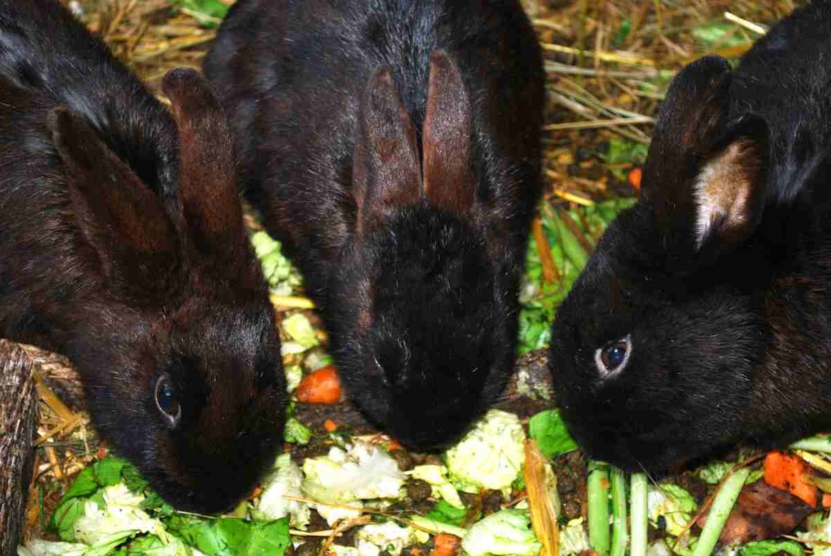 Le verdure giuste da inserire nell alimentazione del coniglio (foto Pixabay)
