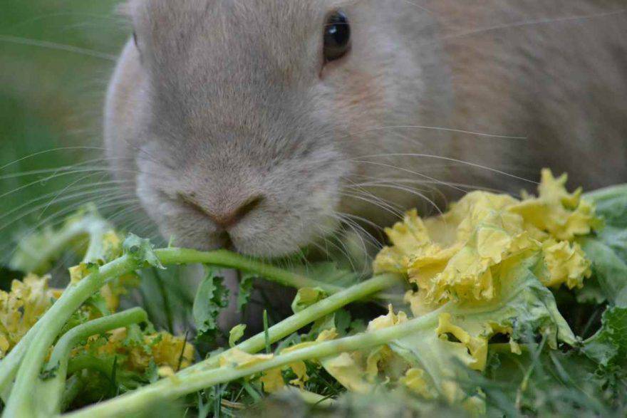 Le verdure giuste da inserire nell'alimentazione del coniglio (foto Pixabay)