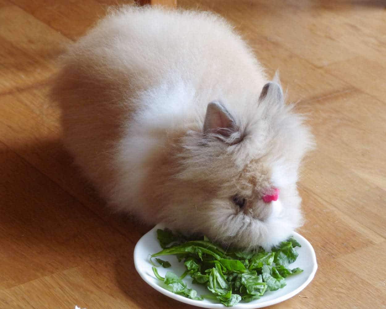 coniglio puo mangiare spinaci