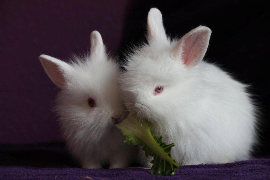 Le verdure giuste da inserire nell alimentazione del coniglio (foto Pixabay)