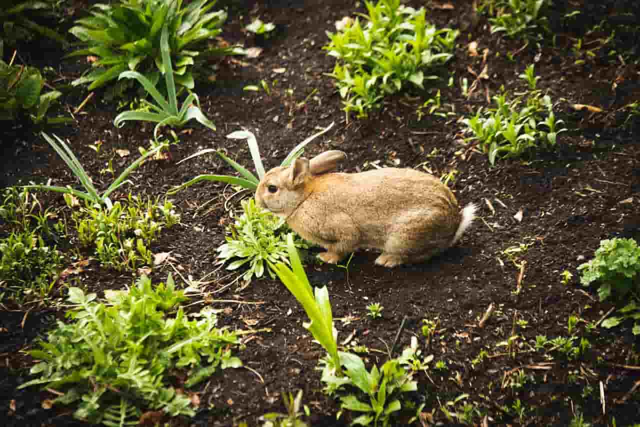 coniglio può mangiare le zucchine