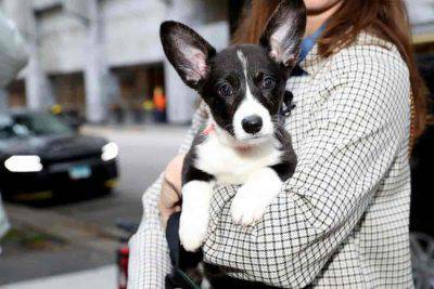 Corgi Bianco e nero