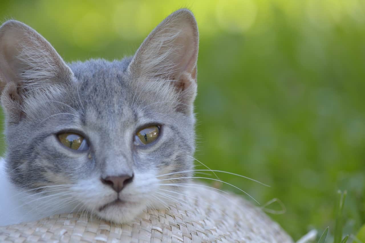 cosa pensa il gatto