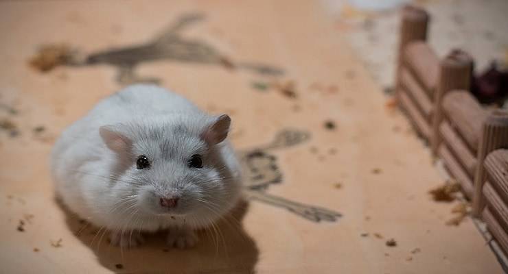 Mamma Criceto Mangia I Cuccioli Dopo Il Parto I Motivi E Come Evitarlo