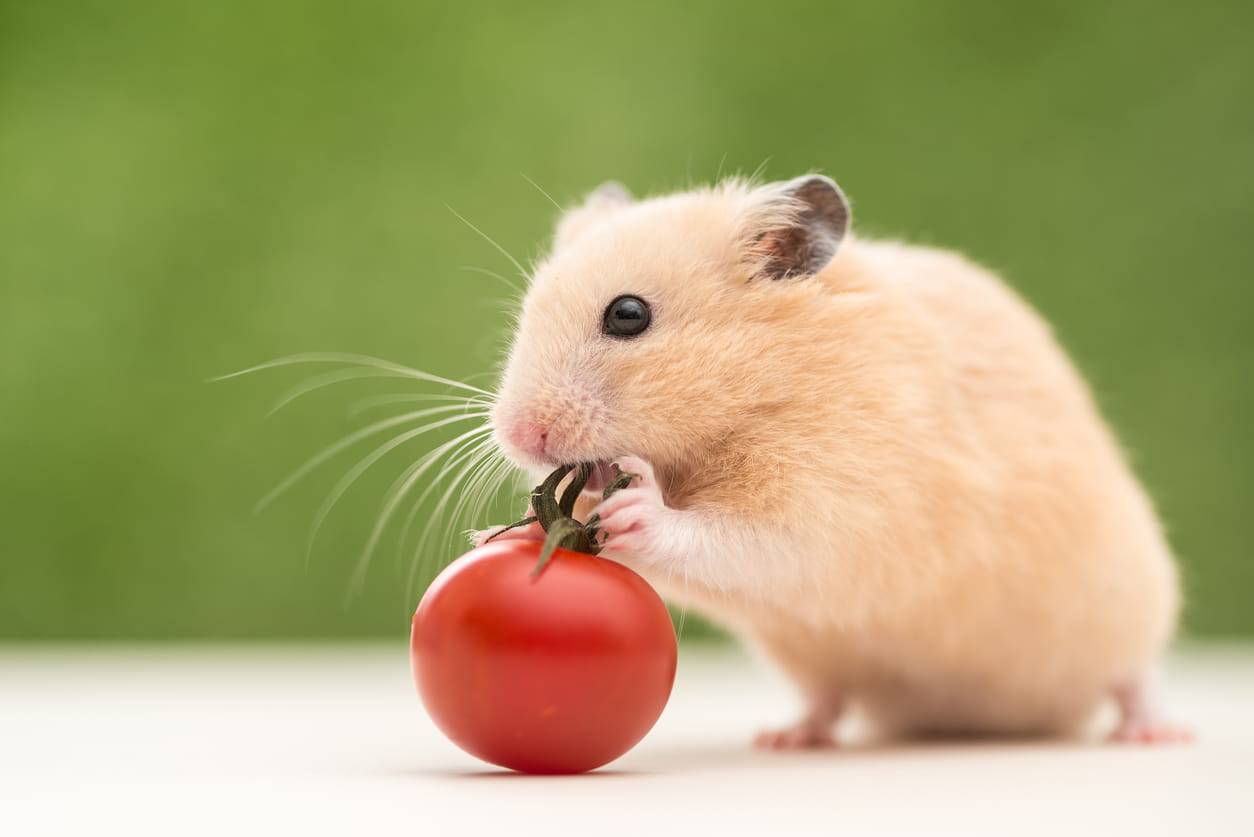 criceto può mangiare il pomodoro
