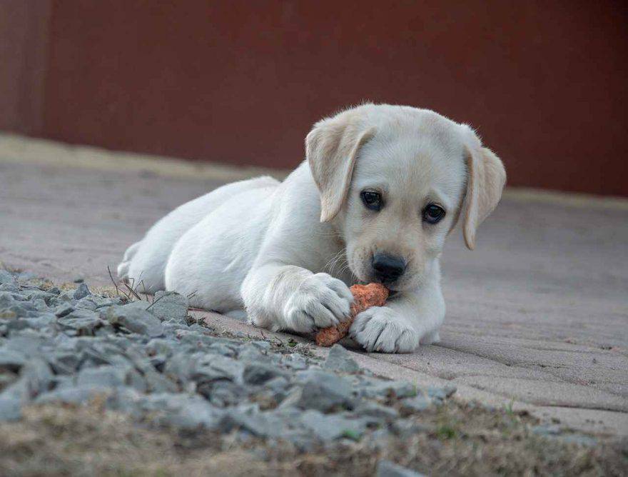 Cane mangia carote