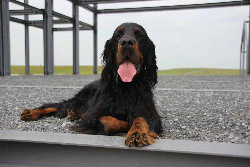 gordon setter