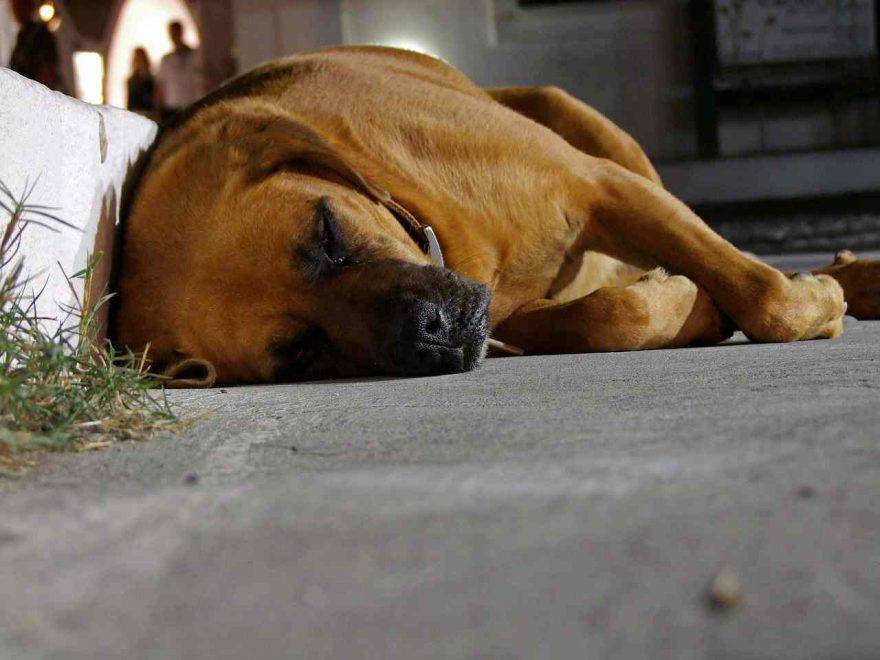 Far dormire il cane fuori