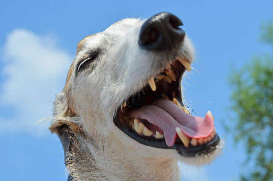 capire quanti anni ha un cane dai denti