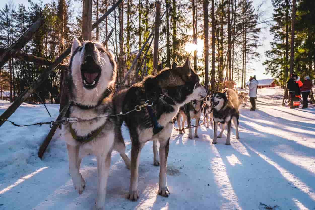 fa freddo cane eschimesi