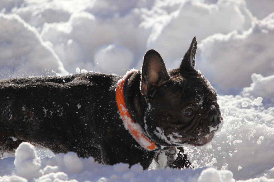 bulldog freddo neve