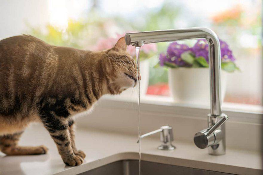 gatto abbevera acqua rubinetto