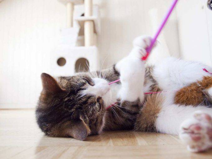 Perchè Il Gatto Corre Come Un Pazzo