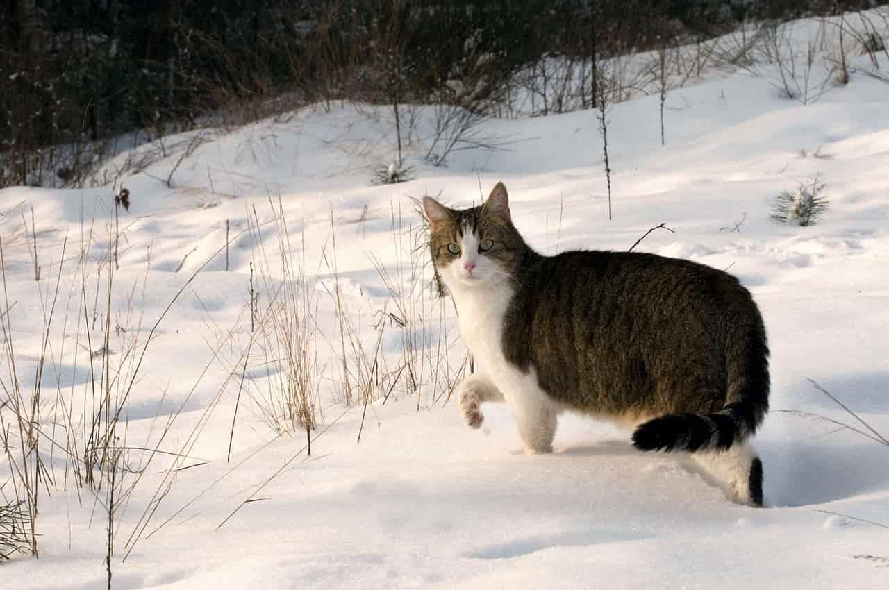 gatto e neve