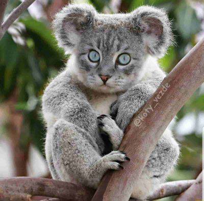 Gatto Koala 