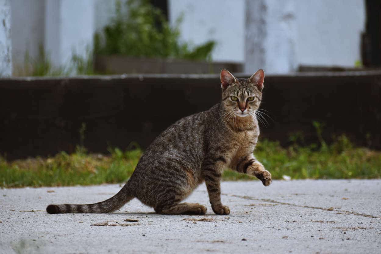 gatto randagio aspettative vita media