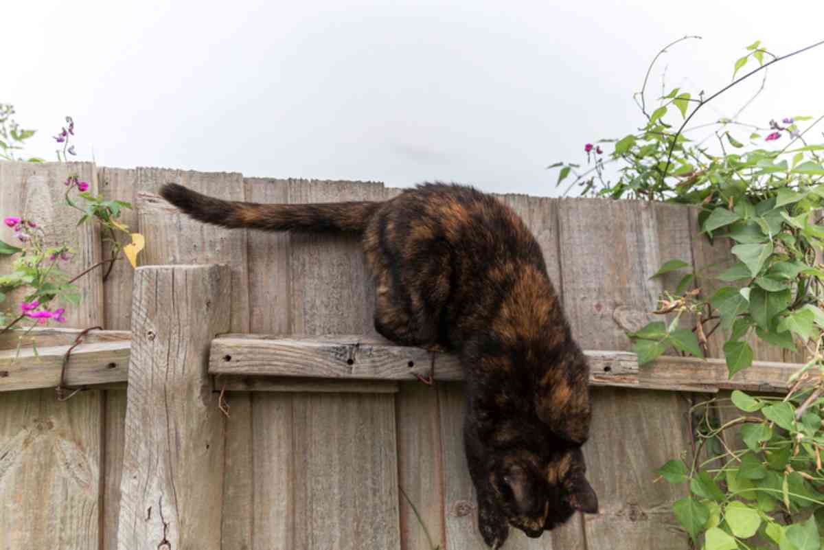 Giardino in sicurezza per il gatto