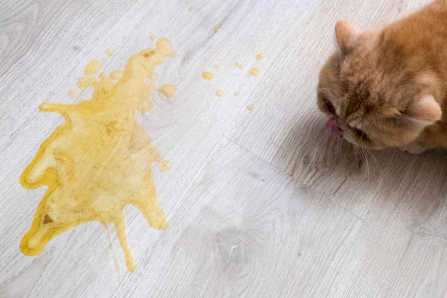 Cosa dare da mangiare al gatto che vomita