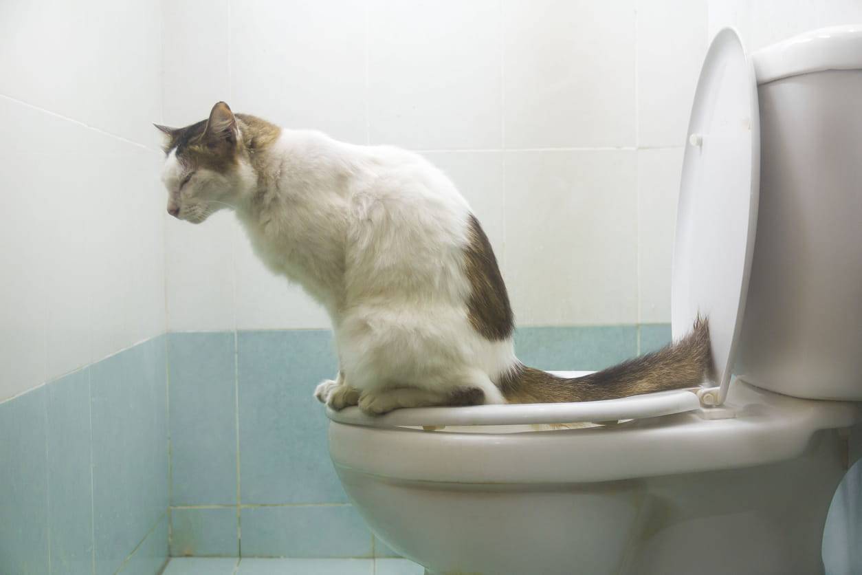 gatti e diarrea